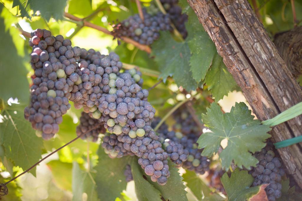 Podere Il Poggiolo Pontassieve Zewnętrze zdjęcie